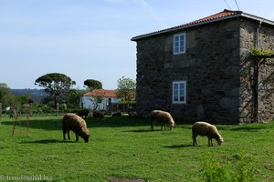 Steinhaus mit Schafen am Camino Francés