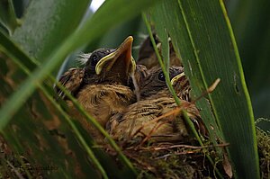 Junge Gilbdrosseln im Nest