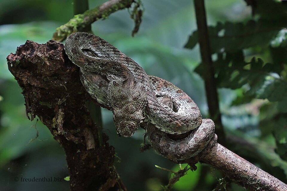 Wimpern-Viper oder auch Lanzenotter (Bothriechis schlegelii) in Costa Rica