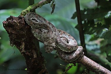 Wimpern-Viper oder auch Lanzenotter (Bothriechis schlegelii)