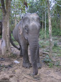 Elefant im Wald von Laos