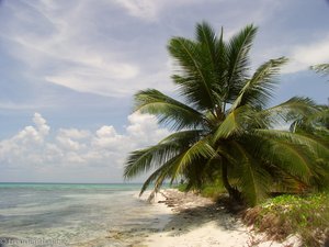 Palmen am Meer bei der Isla Saona