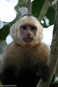 Kapuzineraffe im Nationalpark Manuel Antonio