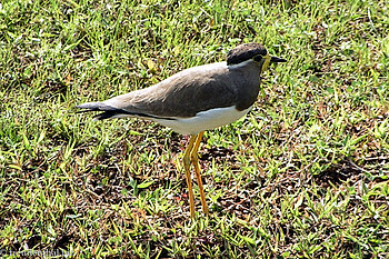 Gelblappenkiebitz (Vanellus malabaricus)