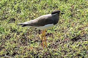 Gelblappenkiebitz (Vanellus malabaricus)