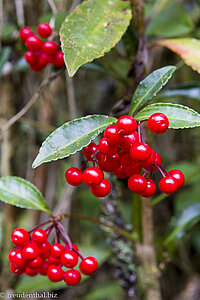 rote Beeren im Filaowald