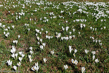 Frühlings-Krokuswiese zwischen Rigi-Klösterli und Des Alpes