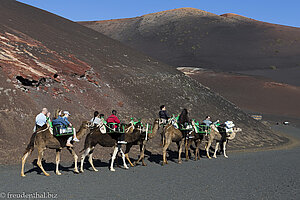 Dromedare auf dem Weg in den Timanfaya Nationalpark