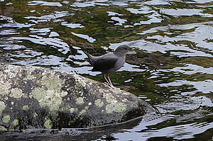 Grauwasseramsel - Cinclus mexicanus