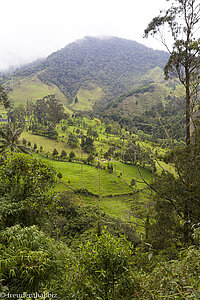 Der Blick ins Valle del Cocora ist trüb.