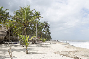 Palomino in Kolumbien