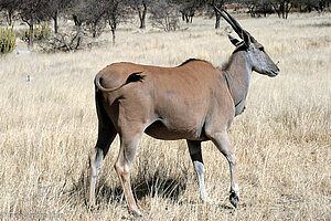 Elenantilope (Taurotragus oryx)