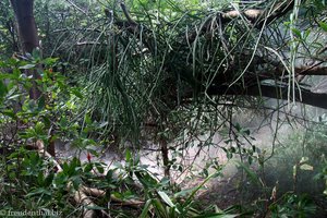 Die erste stinkende Fumarole im Nationalpark Rincon de la Vieja