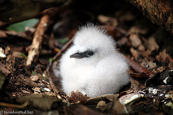 Ausflug zur Vogelschutzinsel Cousin
