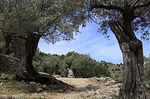 Olivenhain bei Sóller