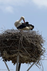 Storch im Nest bei Grossau - Cristian in Rumänien