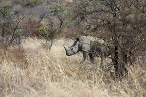 Nashorn in Pilanesberg