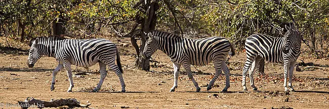 Zebras beim Shingwedzi-Camp