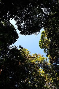 Ein Blick in die Bäume - Aguti Reserve