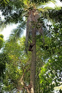 dressierter Affe bei der Kokosnuss-Ernte