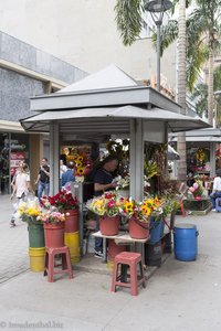 Blumen-Kiosk in der Candelaria von Medellín.