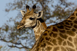 Giraffe in Südafrika