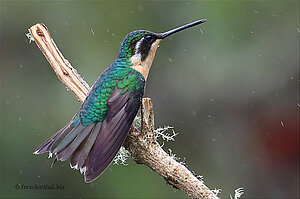 Grüner Kolibri bei der Paraíso Quetzal Lodge