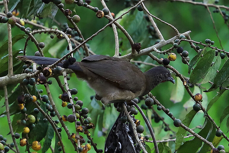 Graukopftschatschalaka - Graukopfguan