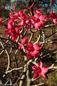 Wüstenrose in Äthiopien auf dem Weg zum Omo River