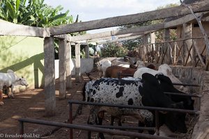 die Kanta-Lodge hält sich eigene Rinder