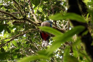 Ein Quetzal in den Bäumen von Monteverde