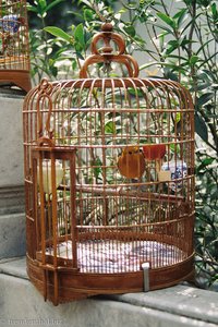 Singvogel im Vogelgarten von Kowloon