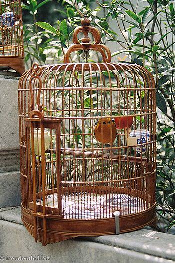 Singvogel im Vogelgarten von Kowloon