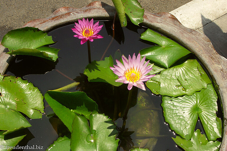 Seerose in Chinatown Bangkok