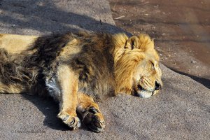 Löwe im Zürcher Zoo