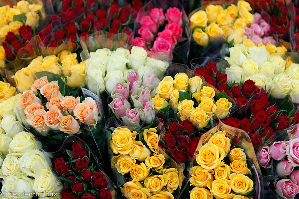Rosen auf dem Blumenmarkt beim Stortorvet in Oslo