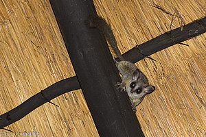 Bushbaby in der African Extreme Safaris bush lodge