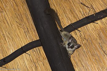 Bushbaby in der African Extreme Safaris bush lodge