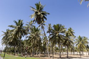 Palmenhain am Strand von Salalah