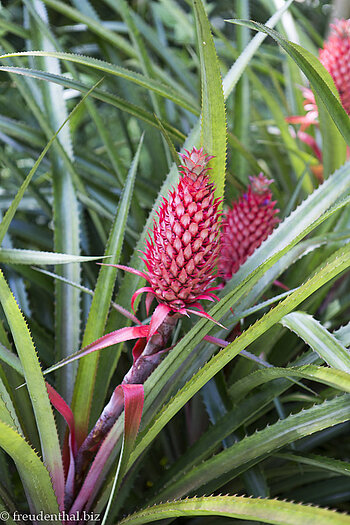 Ananas Tricolor