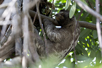Ein Faultierbaby im Parque Centenario in Cartagena