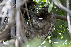 Ein Faultierbaby im Parque Centenario in Cartagena