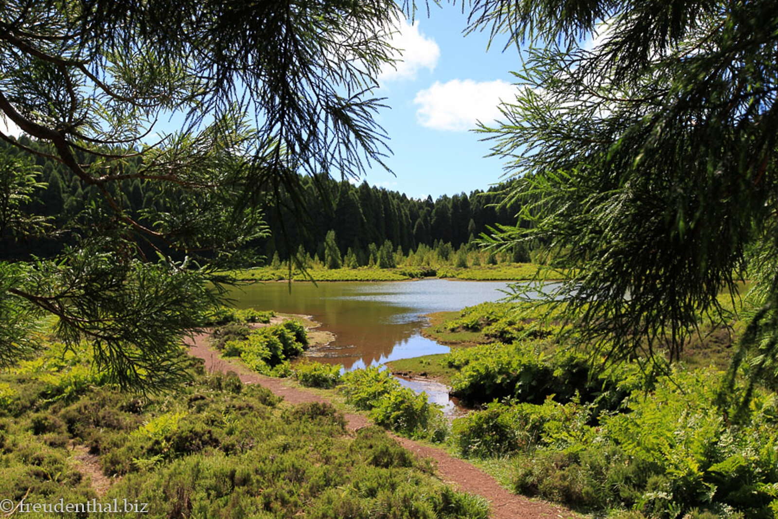 Blick durch den Wald auf den idyllisch gelegenen Lagoa Canario auf der Azoreninsel São Miguel