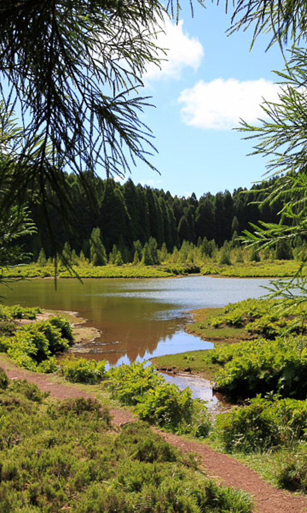 Blick durch den Wald auf den idyllisch gelegenen Lagoa Canario