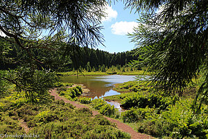 Blick durch den Wald auf den idyllisch gelegenen Lagoa Canario