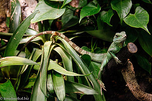 Grüne Wasseragame