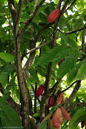 Kakao-Baum im Laura Herb and Spice Garden auf Grenada
