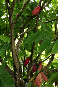Kakao-Baum im Laura Herb and Spice Garden