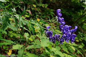 Rispen-Eisenhut (Aconitum degenii subsp. paniculatum)