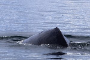 Buckelwal im Johnstone Strait | Whale Watching